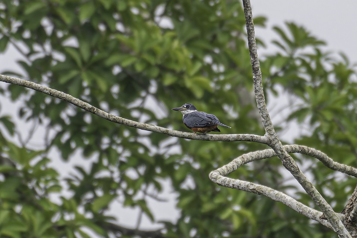 Ringed Kingfisher - ML620238758