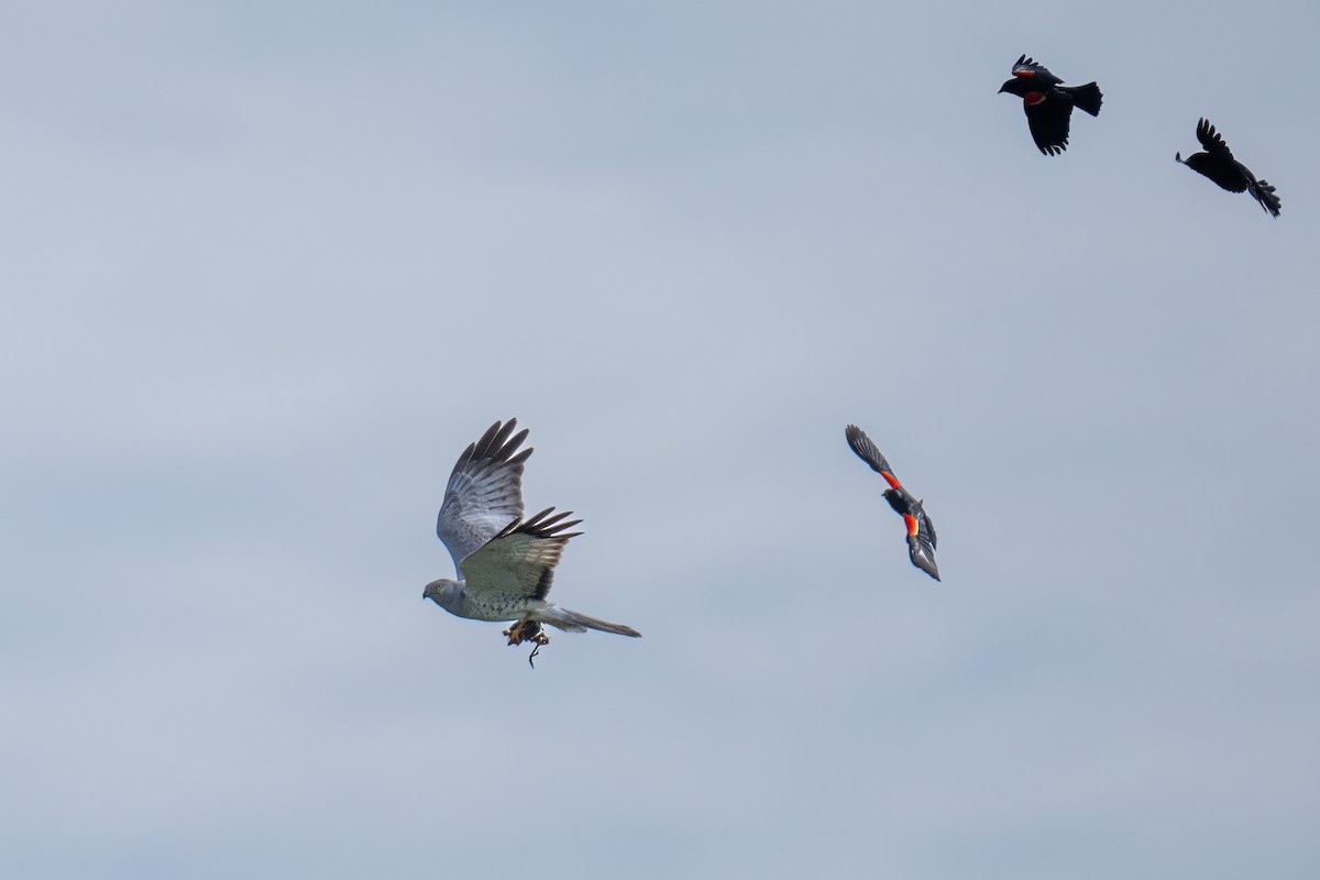 Northern Harrier - ML620238760