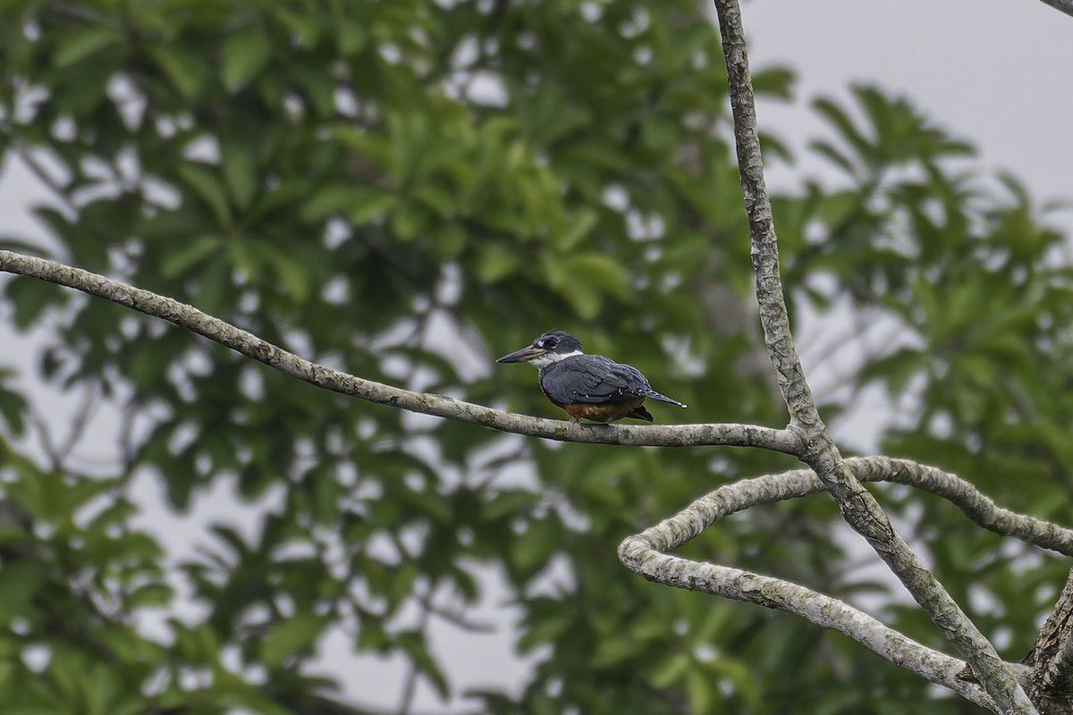 Ringed Kingfisher - ML620238763