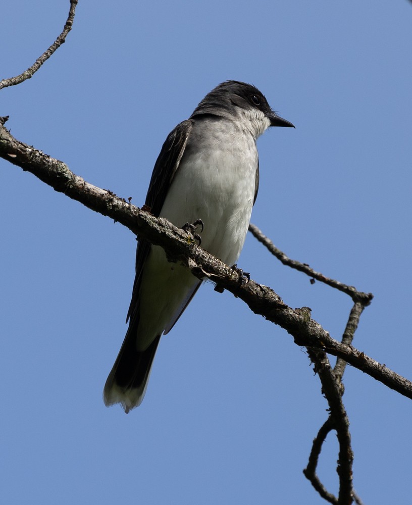 Eastern Kingbird - ML620238764