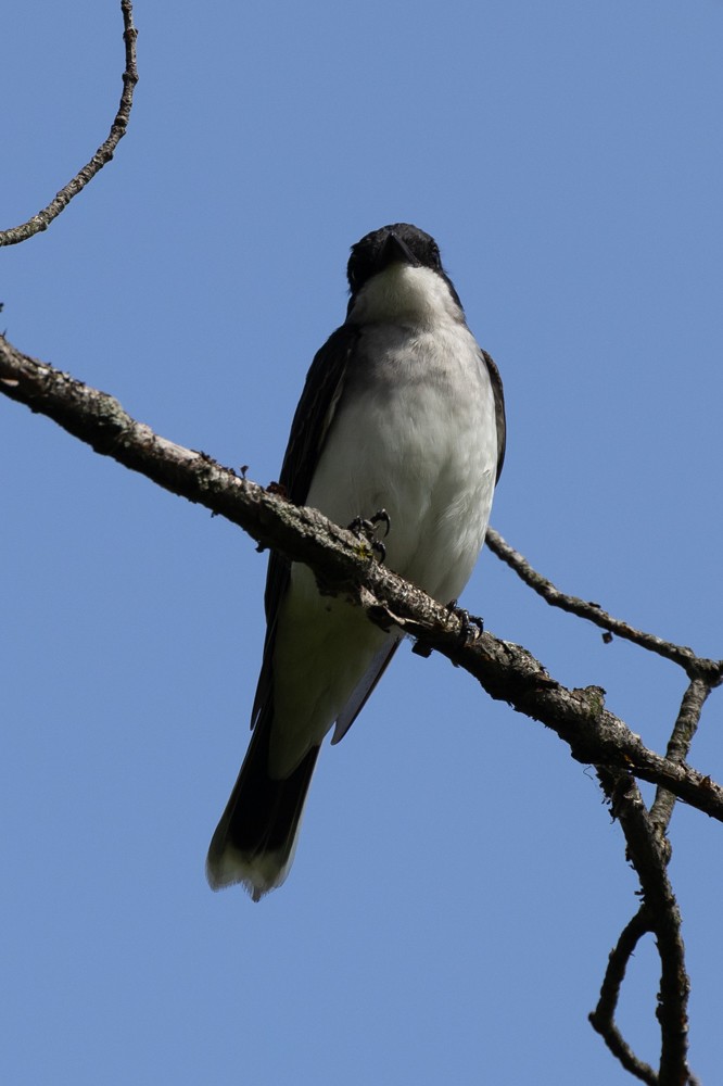 Eastern Kingbird - ML620238765