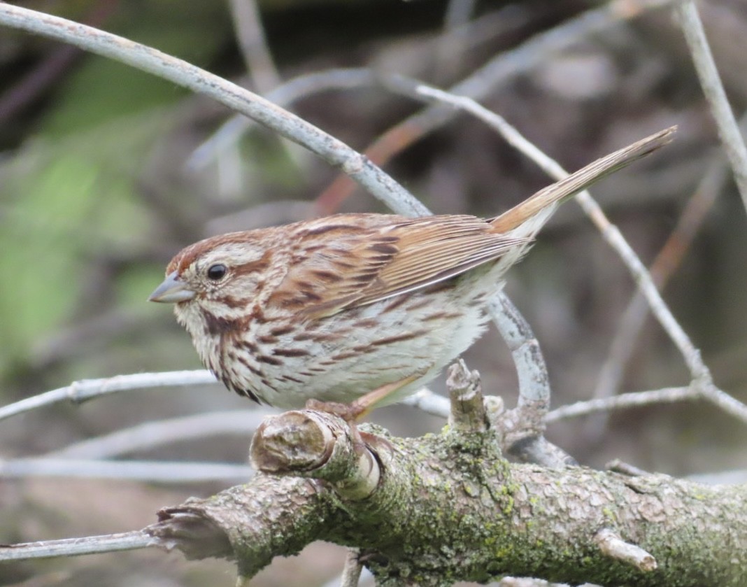 Song Sparrow - ML620238767