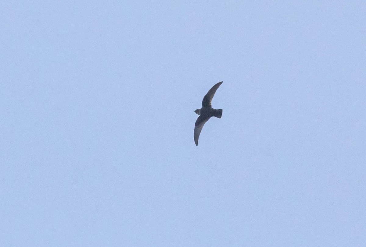 Black Swift - ML620238769