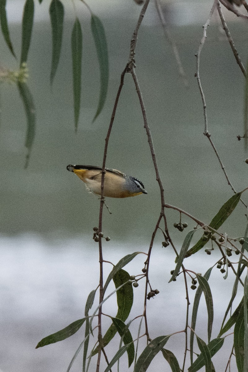 Pardalote Moteado - ML620238772