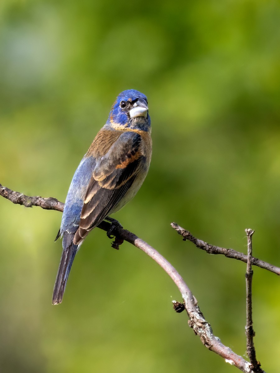 Blue Grosbeak - ML620238773