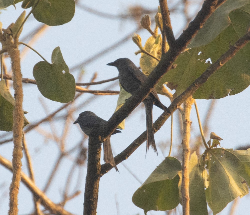 drongo kouřový - ML620238776