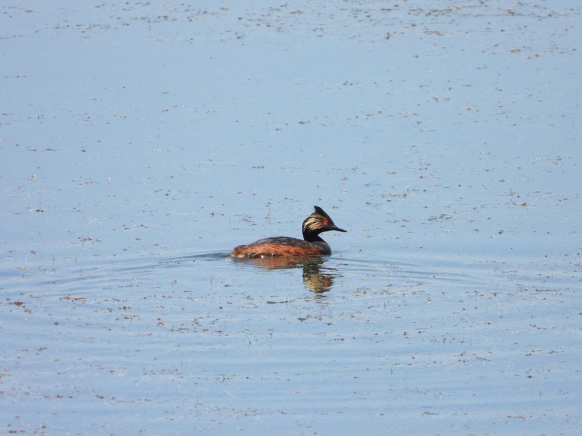 Eared Grebe - ML620238784