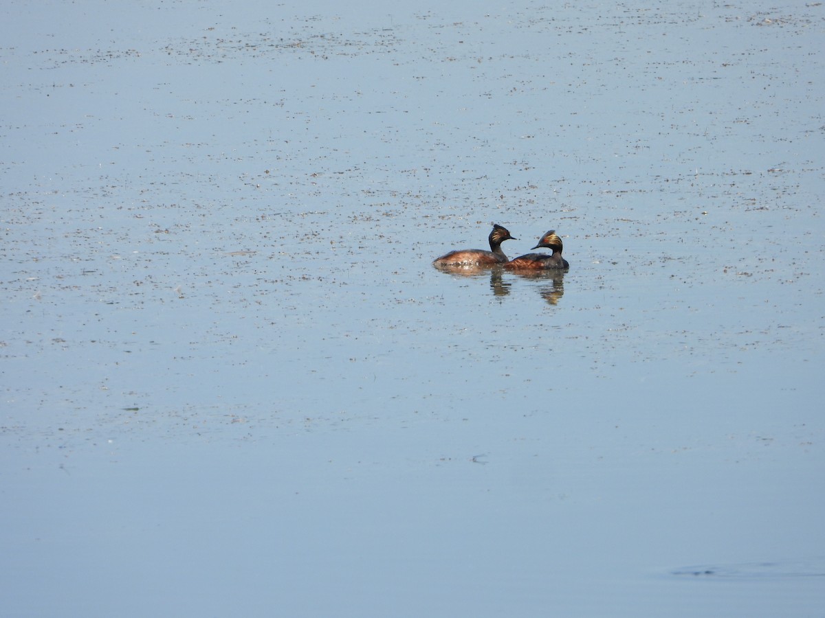 Eared Grebe - ML620238787