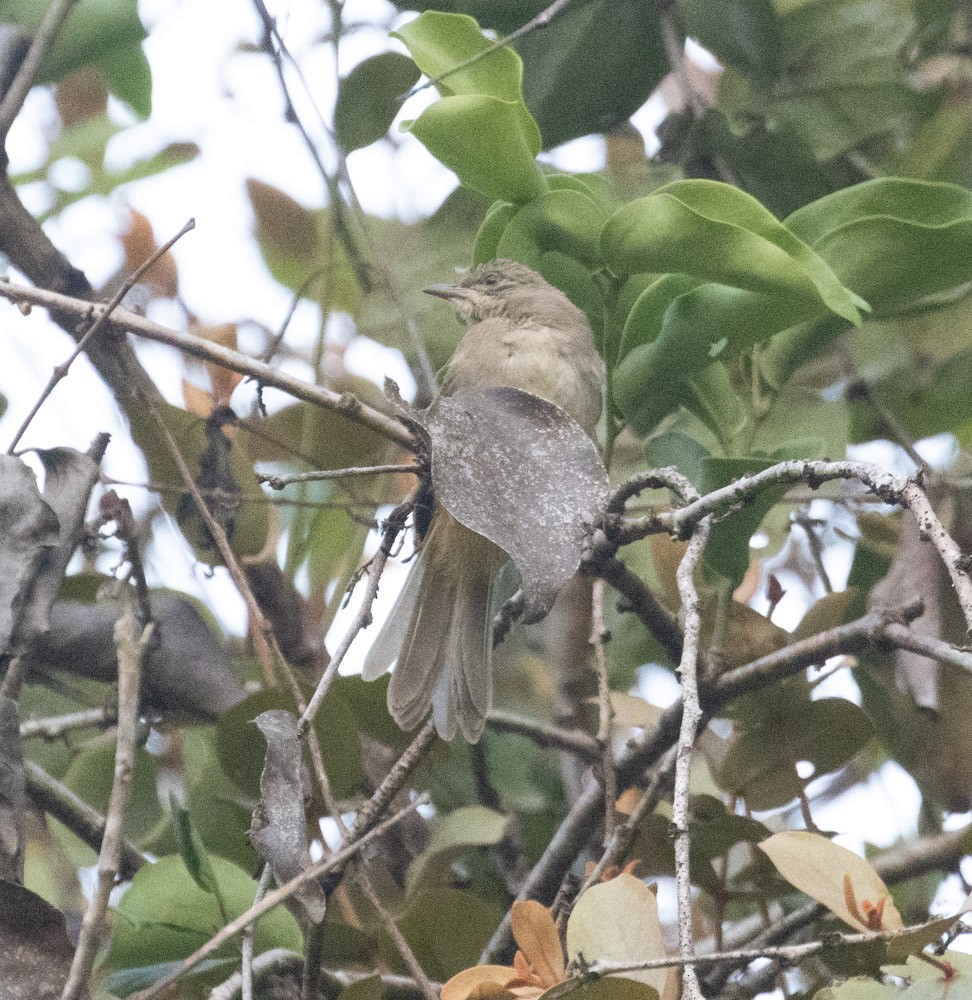 Streak-eared Bulbul - ML620238797