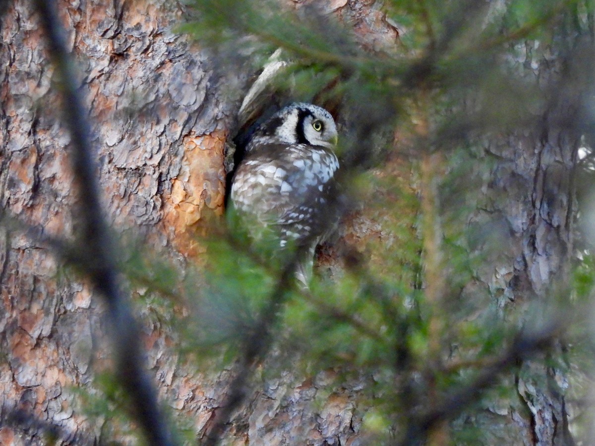 Northern Hawk Owl - ML620238804