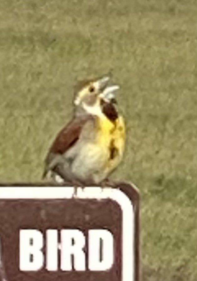 Dickcissel d'Amérique - ML620238807