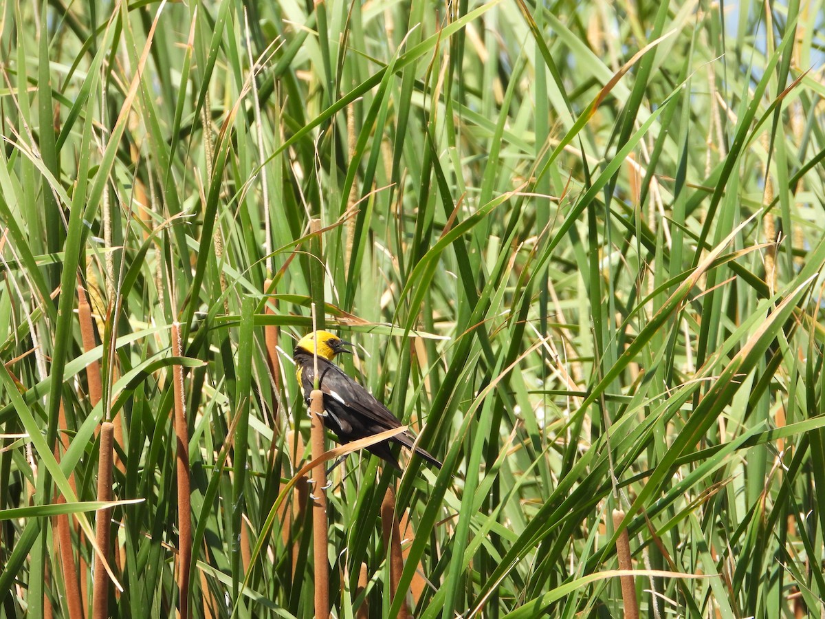 Yellow-headed Blackbird - ML620238812