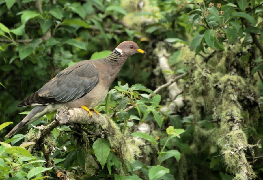 Band-tailed Pigeon - ML620238817