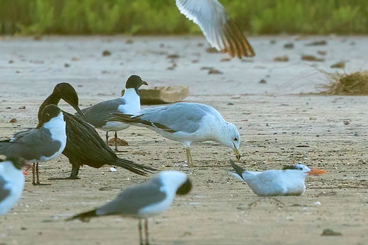 Ring-billed Gull - ML620238821