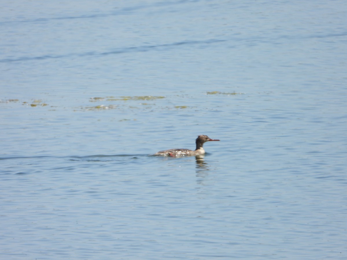 Red-breasted Merganser - ML620238823