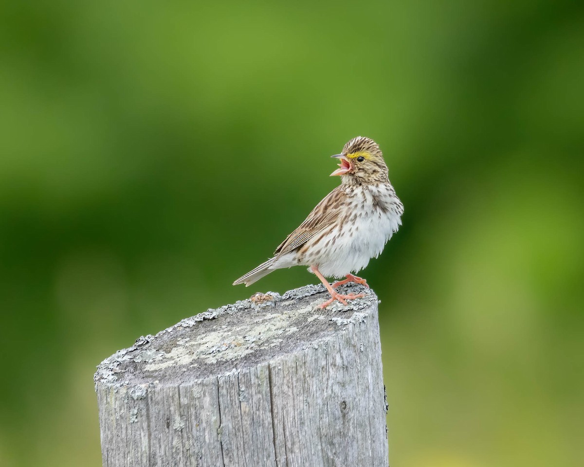 Savannah Sparrow - ML620238827
