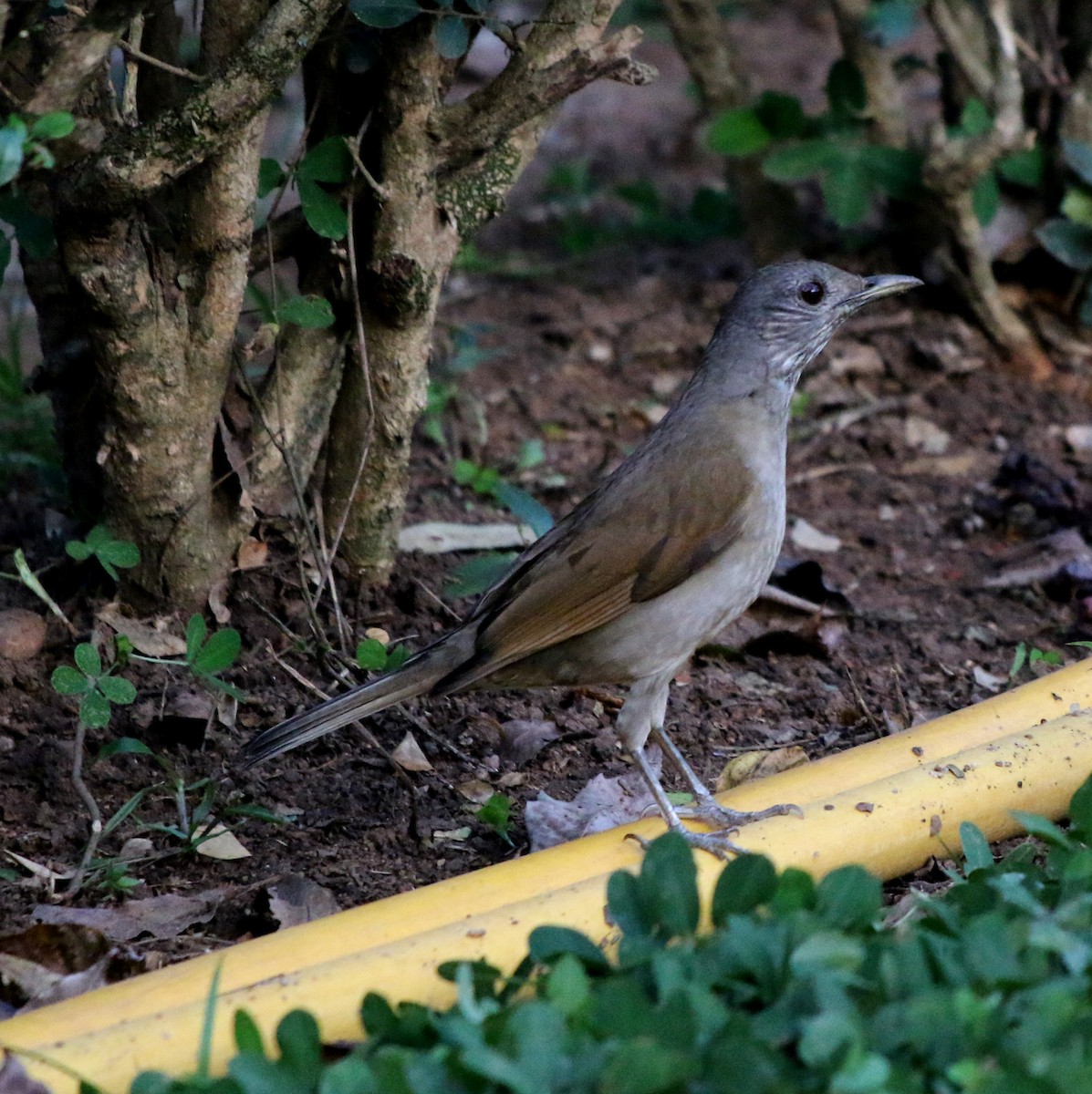 Pale-breasted Thrush - ML620238829