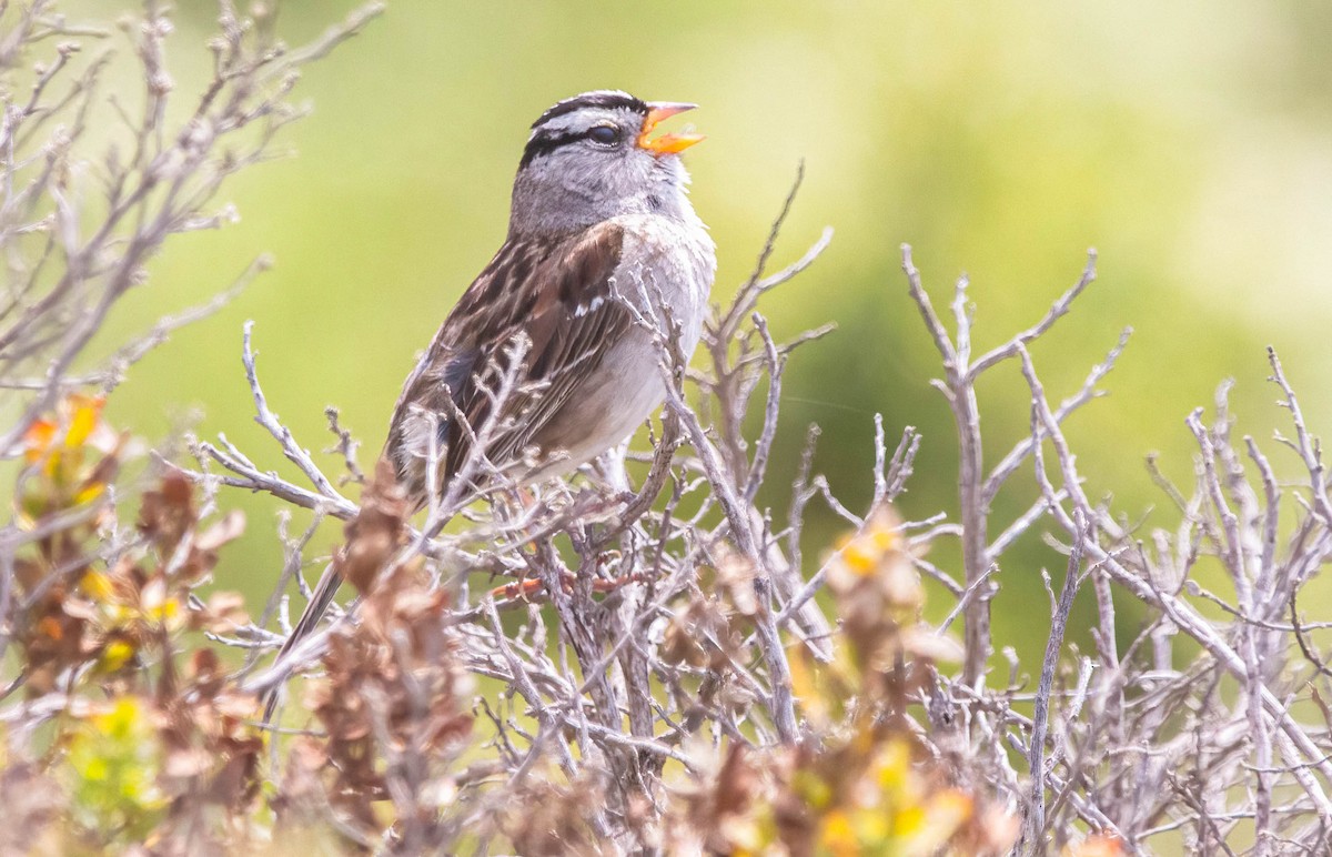 White-crowned Sparrow - ML620238845