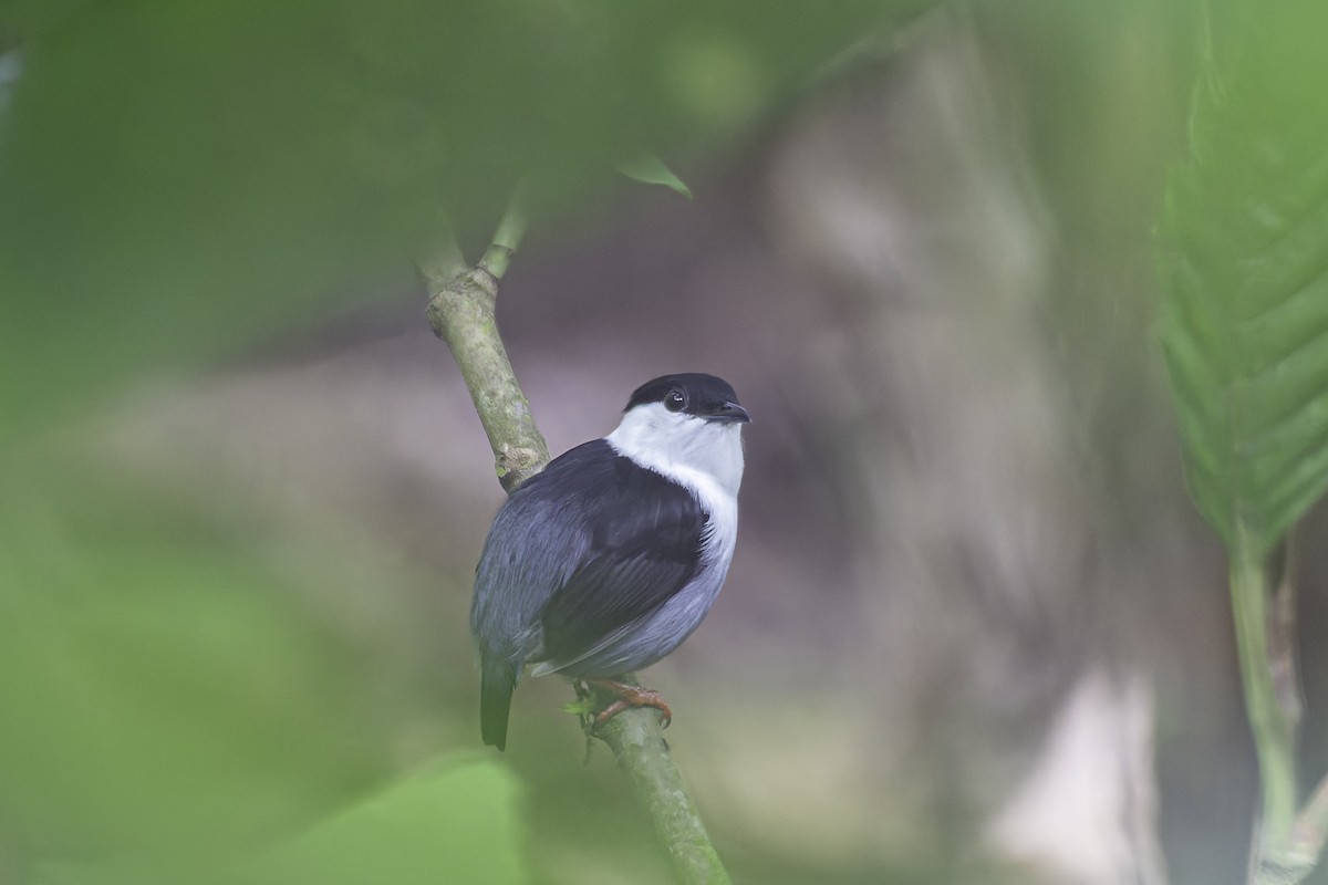 White-bearded Manakin - ML620238851