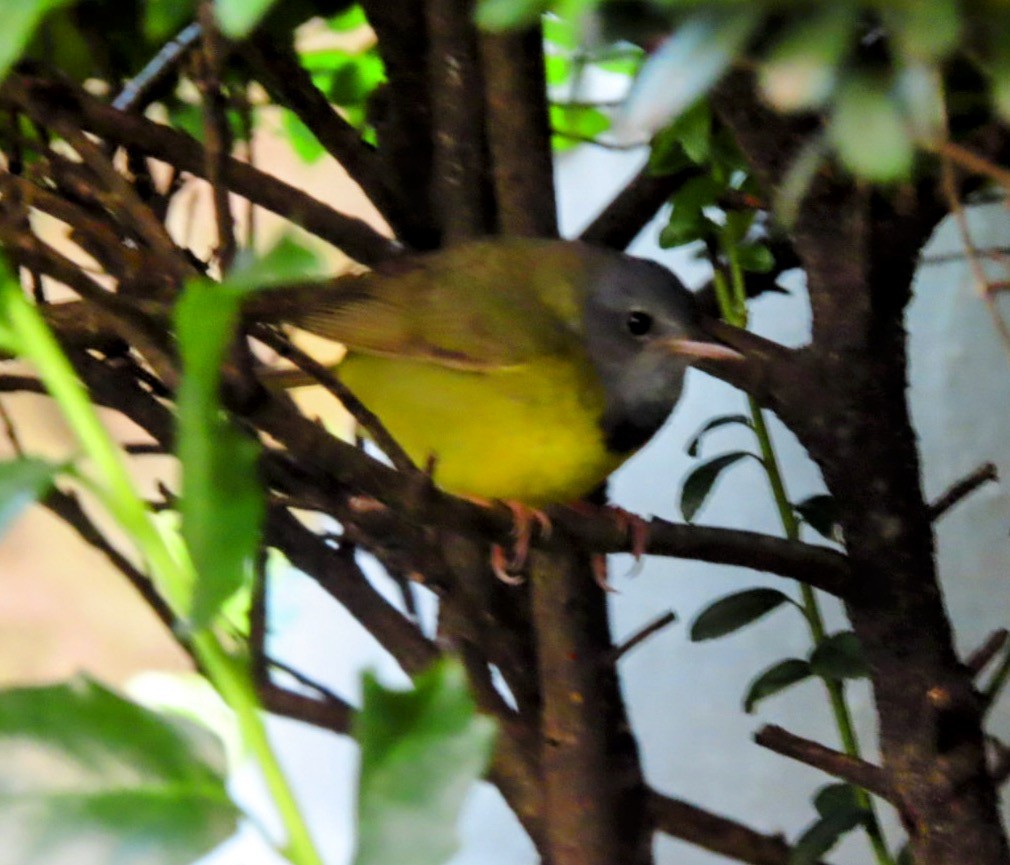 Mourning Warbler - ML620238852