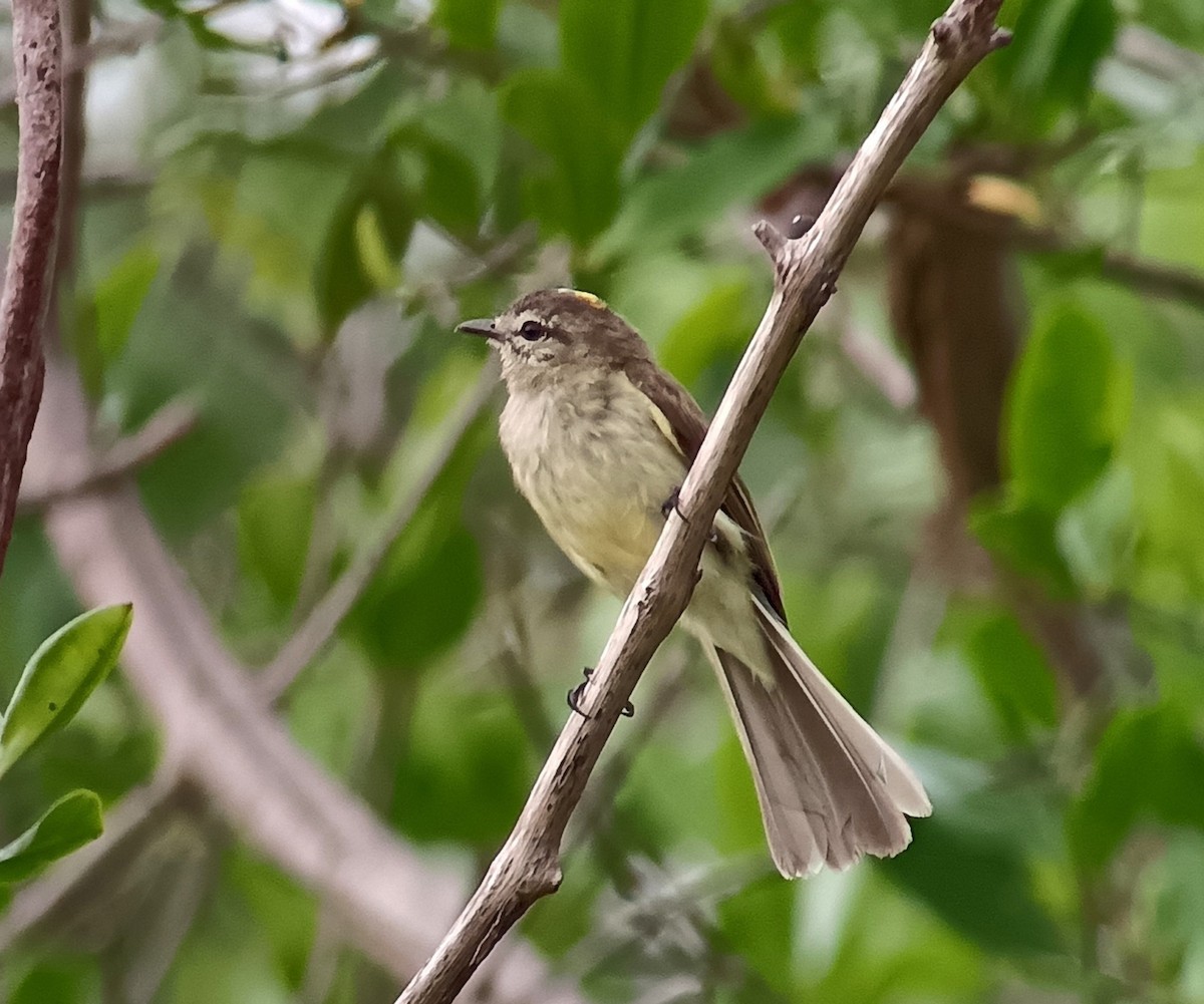 Greenish Elaenia - ML620238858