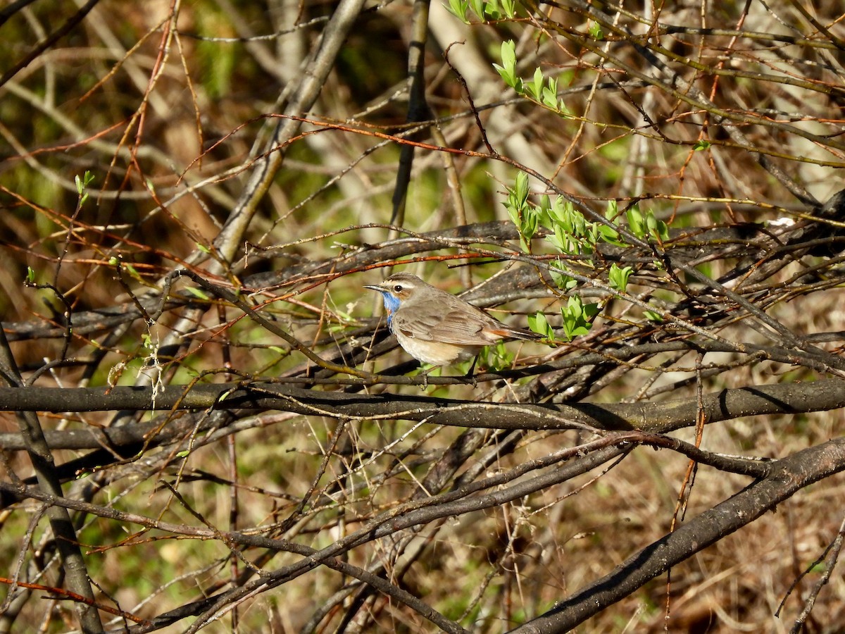 Bluethroat (Red-spotted) - ML620238869