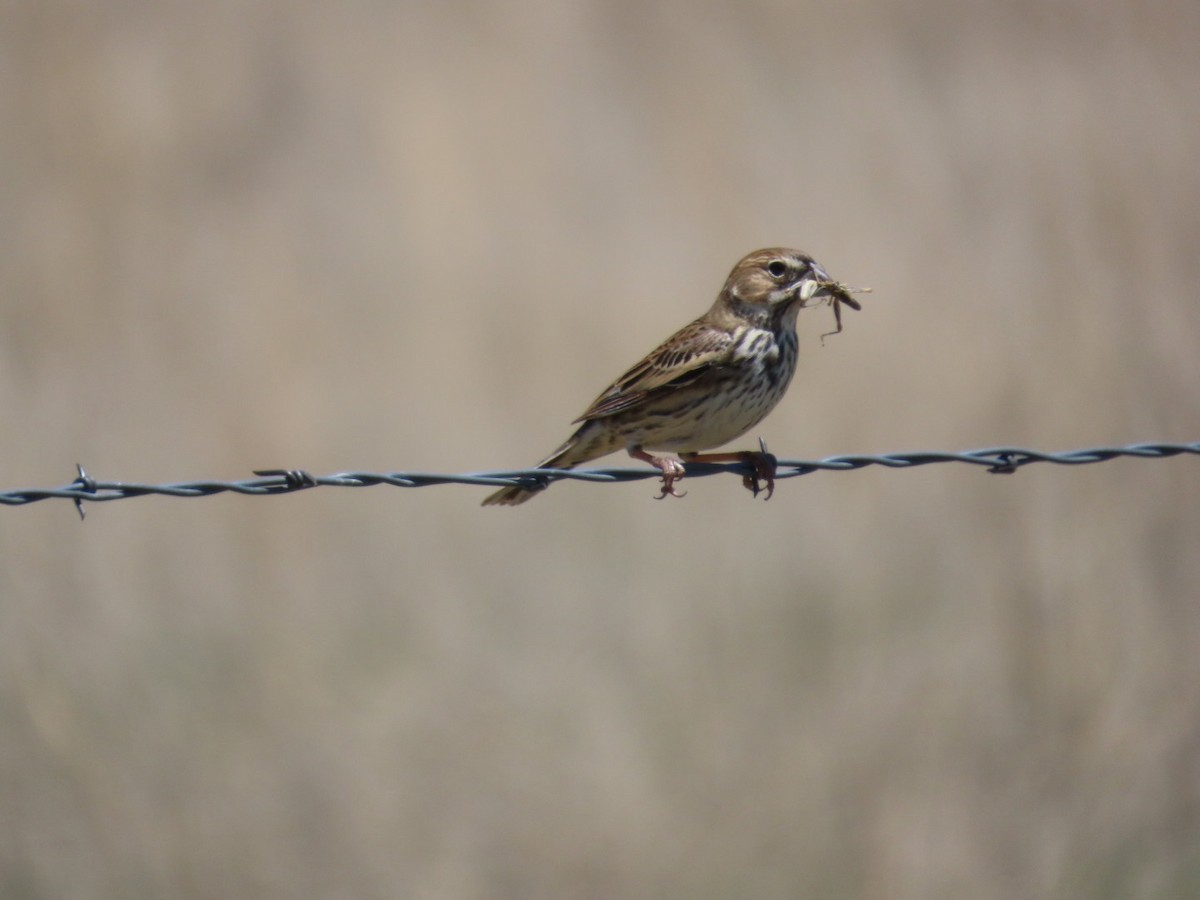 Lark Bunting - Diane Roberts