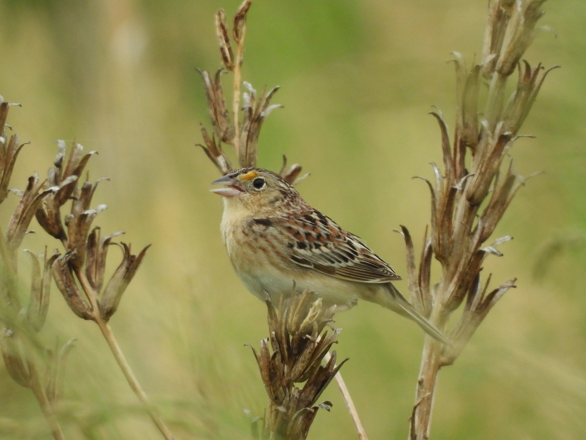 Grasshopper Sparrow - ML620238885