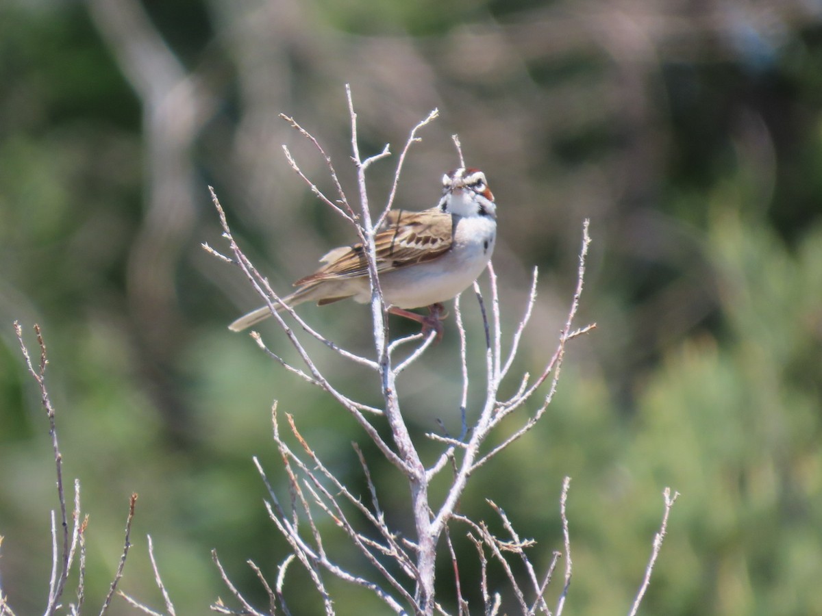 Lark Sparrow - ML620238886