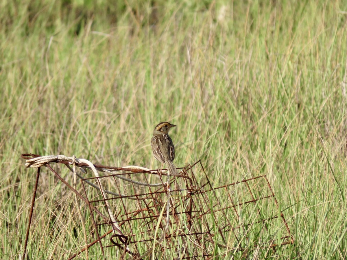 Bruant à queue aiguë - ML620238888