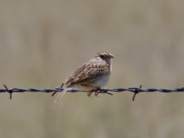 Grasshopper Sparrow - ML620238891