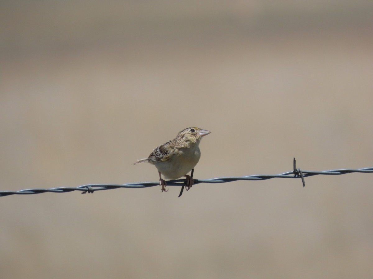 Grasshopper Sparrow - ML620238893