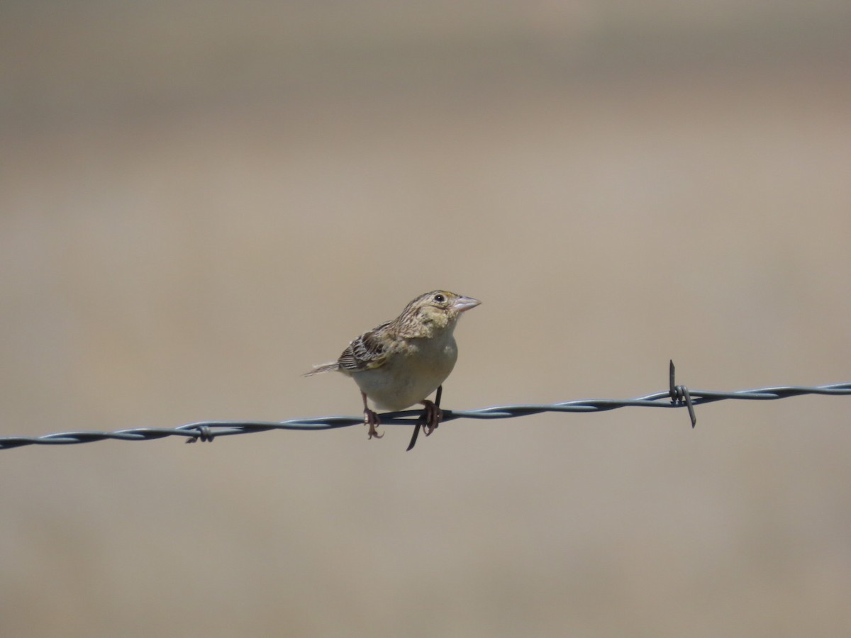 Chingolo Saltamontes - ML620238893