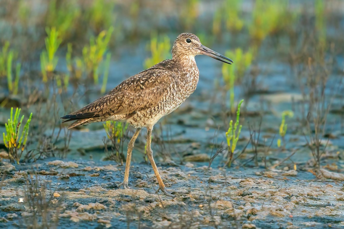 Willet - ML620238896