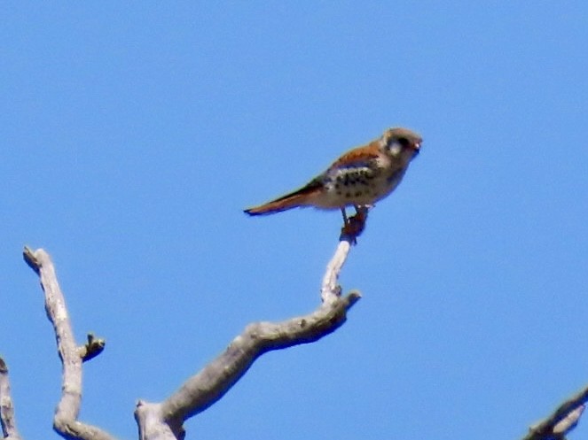 American Kestrel - ML620238906