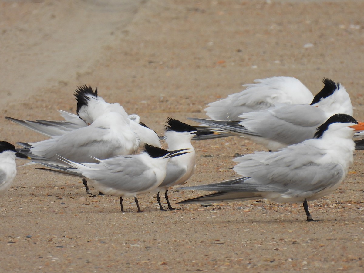 Sandwich Tern - ML620238910