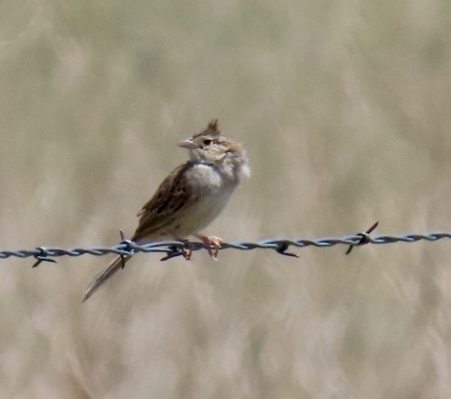 Cassin's Sparrow - ML620238920