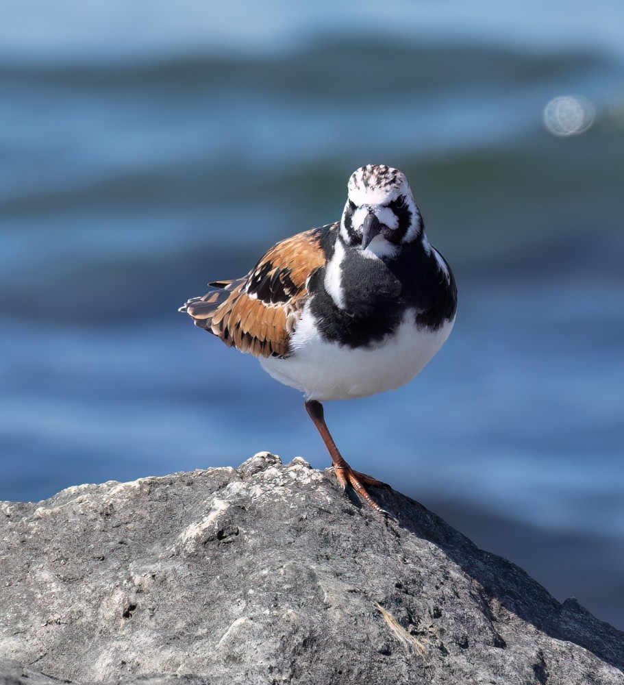 Ruddy Turnstone - ML620238928