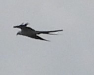 Swallow-tailed Kite - ML620238932