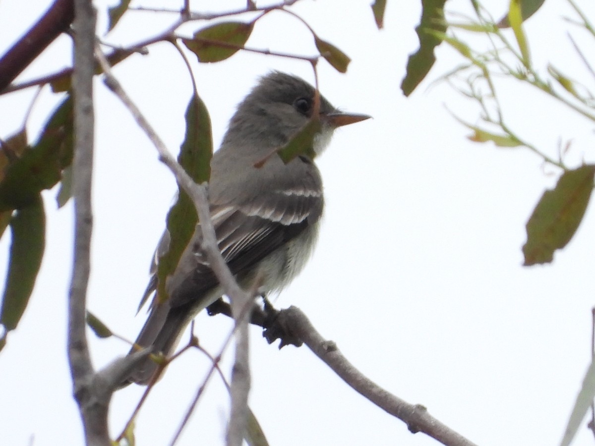 Eastern Wood-Pewee - ML620238965