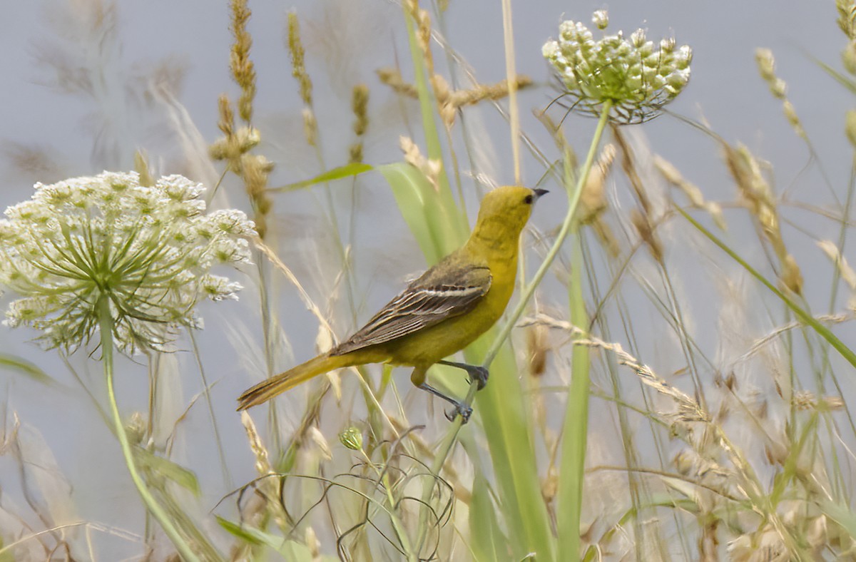 Orchard Oriole - Iris Kilpatrick