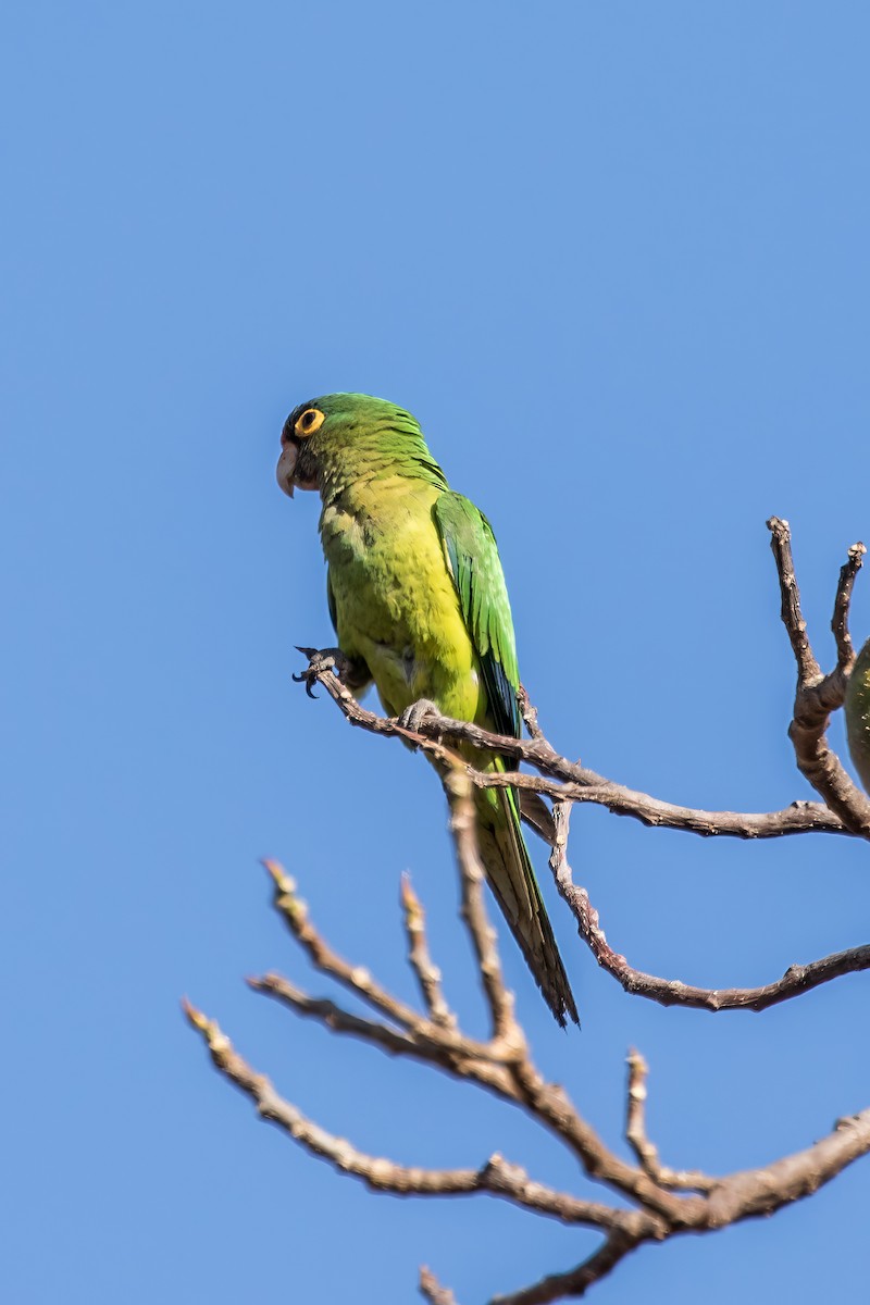 Orange-fronted Parakeet - ML620238967