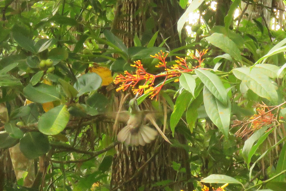 Colibrí Gorjiescamoso - ML620238983