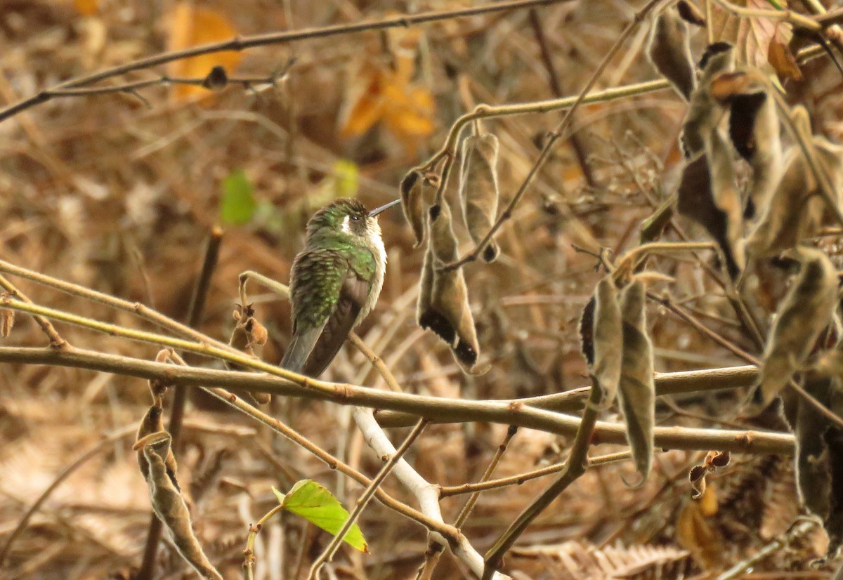 Green-throated Mountain-gem - ML620238984