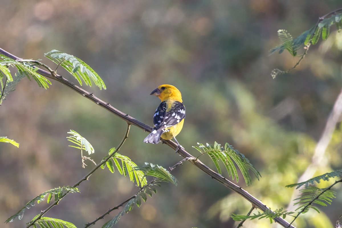 Yellow Grosbeak - ML620238990