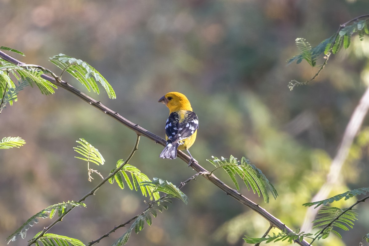 Yellow Grosbeak - ML620238991