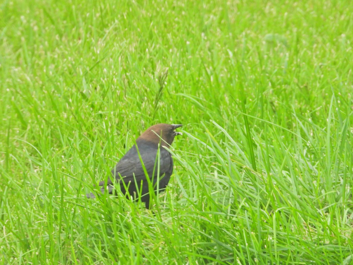 Brown-headed Cowbird - ML620238993