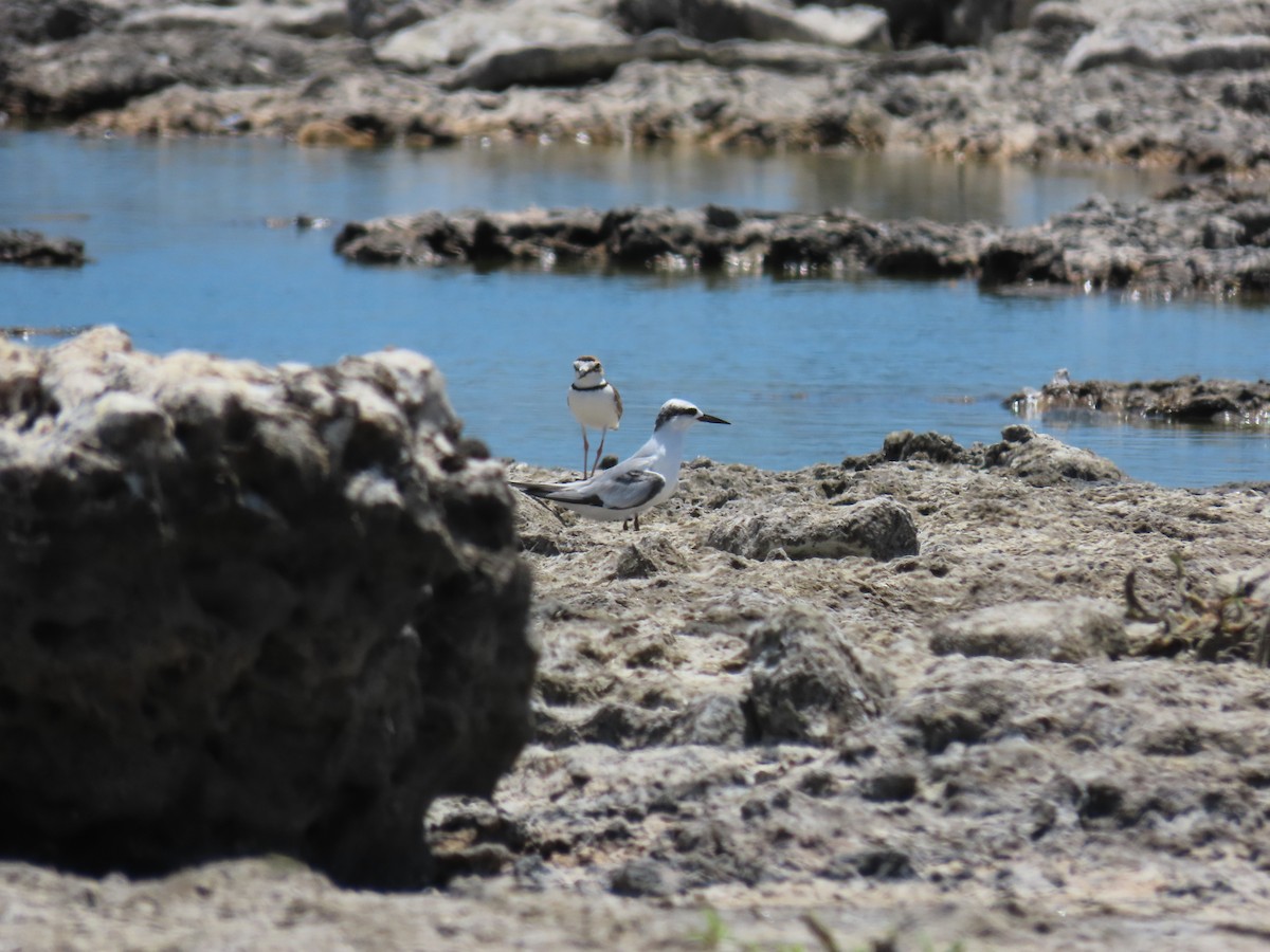 Least Tern - ML620238995