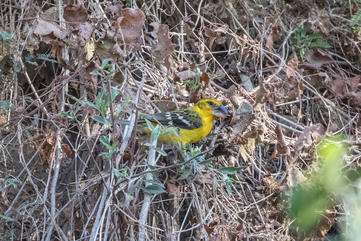 Yellow Grosbeak - ML620238998