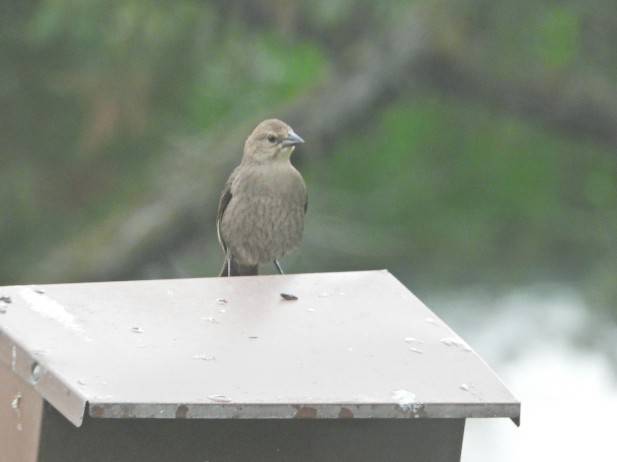 Brown-headed Cowbird - ML620239007